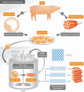 An infographic illustrating the process of cultured meat production from pig stem cells.